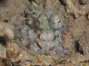 Baby octopus during a night dive. I was around 5 cm big. ... by Olivier Notz 